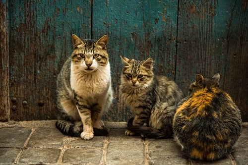 Group of cats