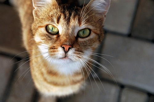 Close-up portrait of a cat