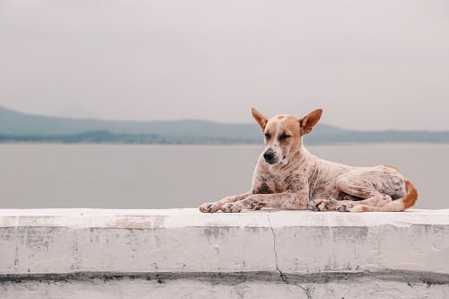 Stray dog sitting on the edge of the bridge