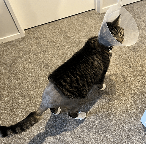Mittens had a feline urethral obstruction and had to get a perineal urethrostomy