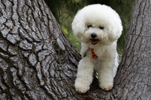 A white dog in a tree.
