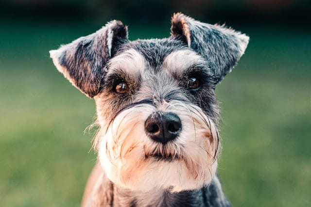 Close Up Photo of a Schnauzer