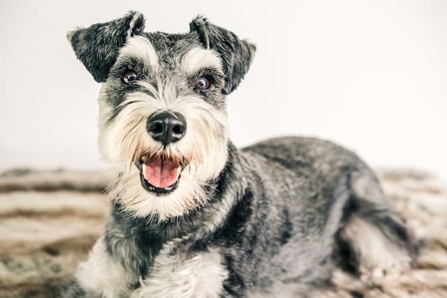 Close-up of miniature Schnauzer, here's how to keep schnauzer beard white