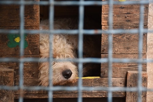 Portrait of a stray dog in a shelter