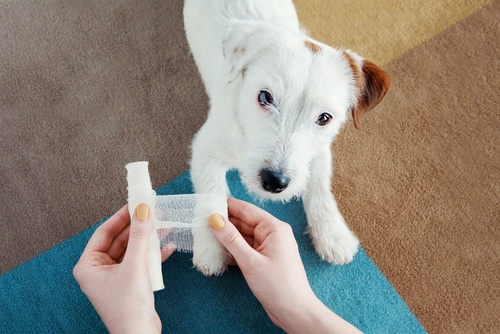 Jack Russell Terrier getting bandage from a dog first aid kit after injury on his leg