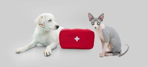 pets first aid kit concept.