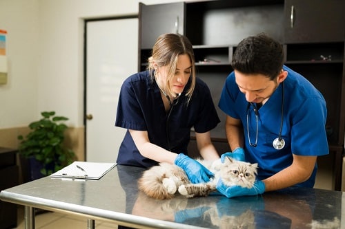 Two veterinarians holding down a Persian cat. Insurance industry news gives us an idea of insurance trends in 2023 