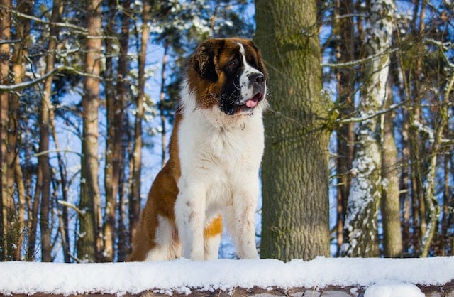 This Saint Bernard is among the giant breeds who's median age of canine cancer diagnosis is found to be earlier than in smaller breeds 