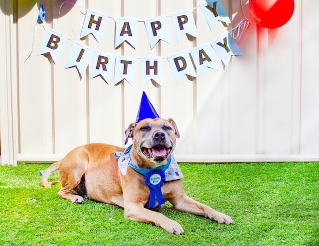 A happy pup celebrates PD Insurance birthday milestones 
