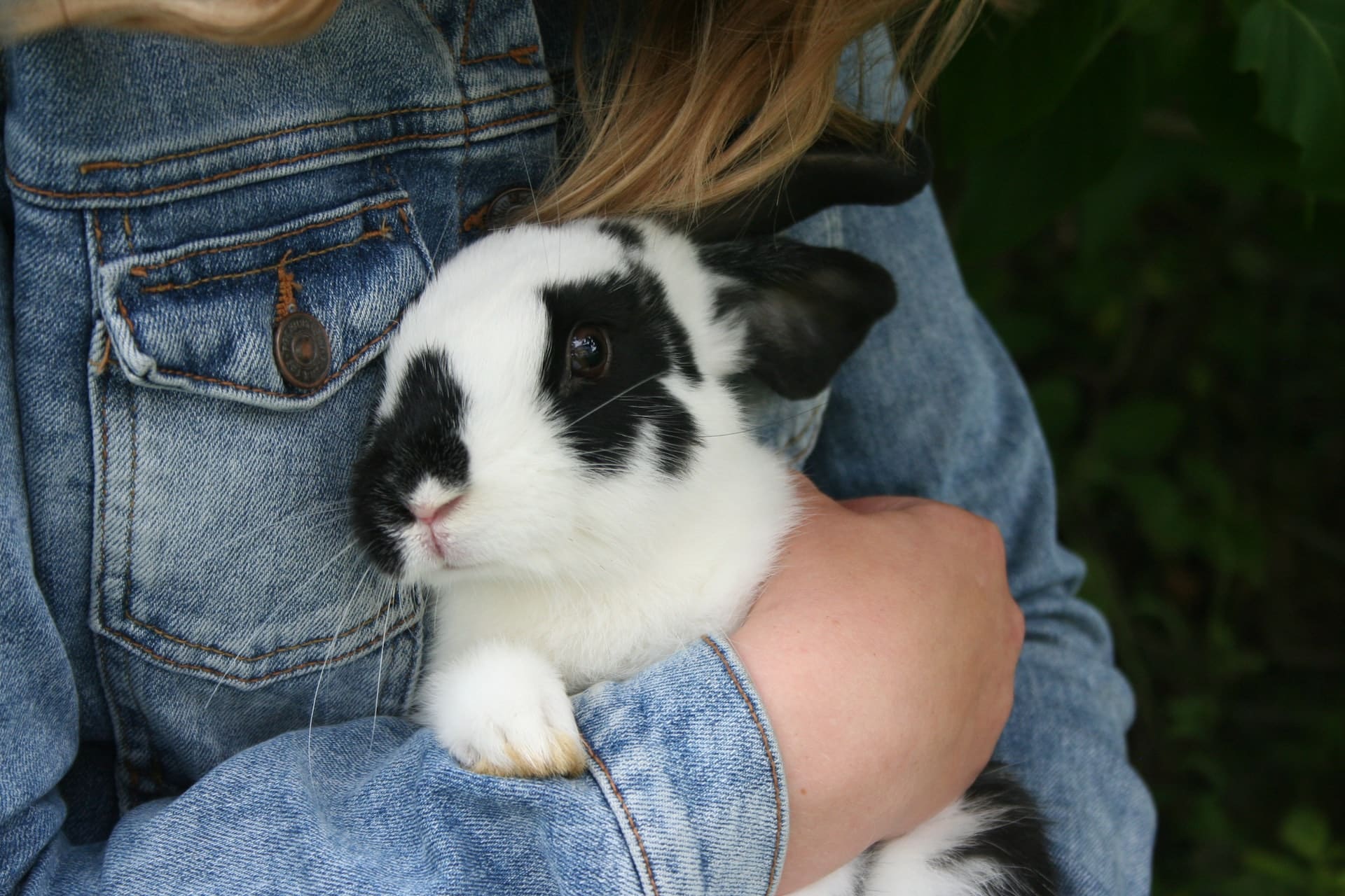 There are some great pets out there like this rabbit that is perfect for New Zealand apartment living!