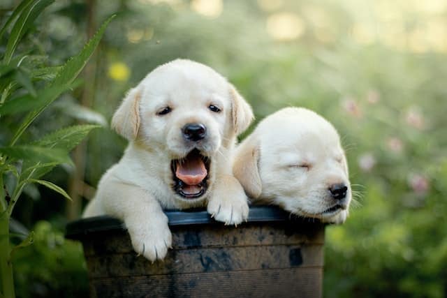 puppies start their pet insurance plan as soon as they go to their new home