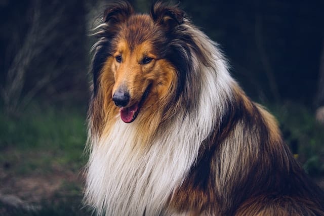 Lassie was the first dog in America to receive pet insurance. 