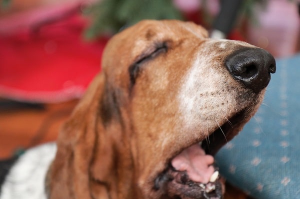 Brown old dog yawning, close up face shot. How to keep your dog entertained while you're at work?