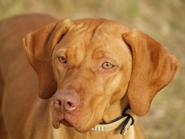 A beautiful golden coloured dog, her pet parent my want to know about insurance reimbursement
