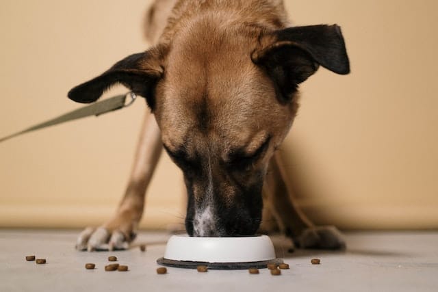 A dog eating. Changing your dog or cat's food should be done gradually