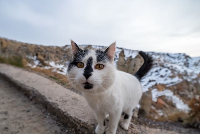 A cat on the beach, her pet parent my want to know about insurance reimbursement