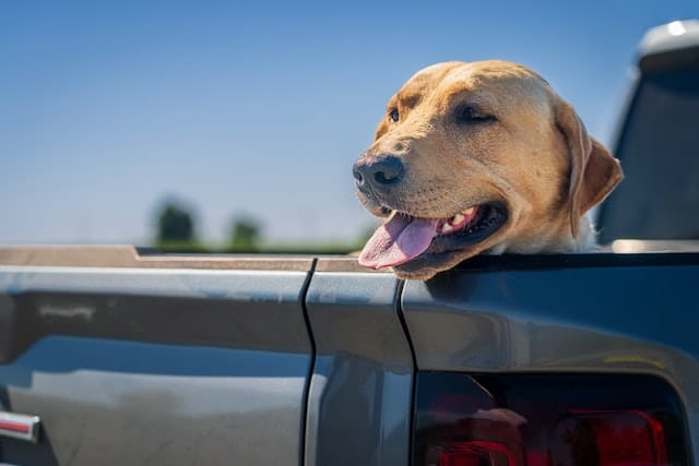 A dog looking out of a car, her pet parent my want to know about insurance reimbursement
