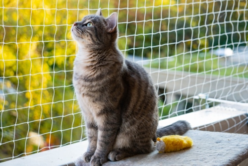 cat on the balcony enjoying life in the green and nature