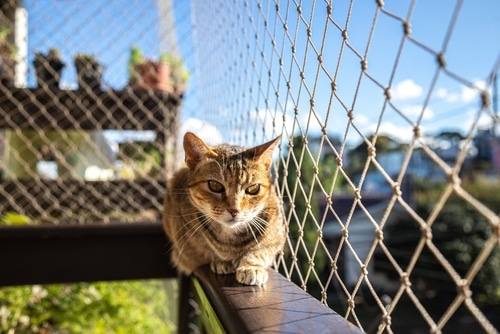 A striped cat sitting on a balcony with net protection