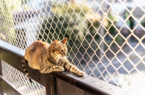 Cat mesh sale