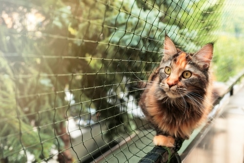 Maine,Coon,Cat,On,A,Balcony,With,Protective,Net,,Pet