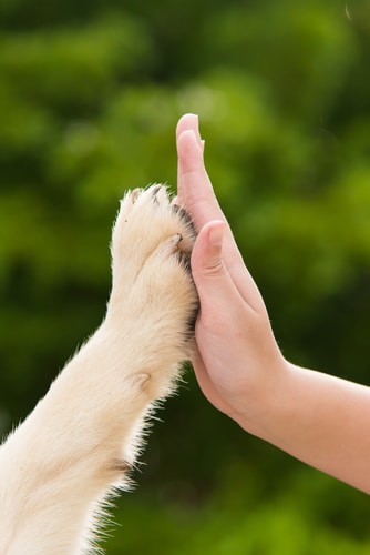 An image of a dog paw and human hand connecting. This may be an autism support dog or ptsd support dog