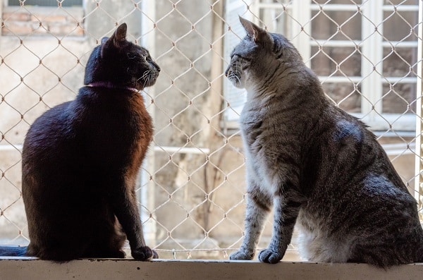 two cats sitting by a window with a safety net