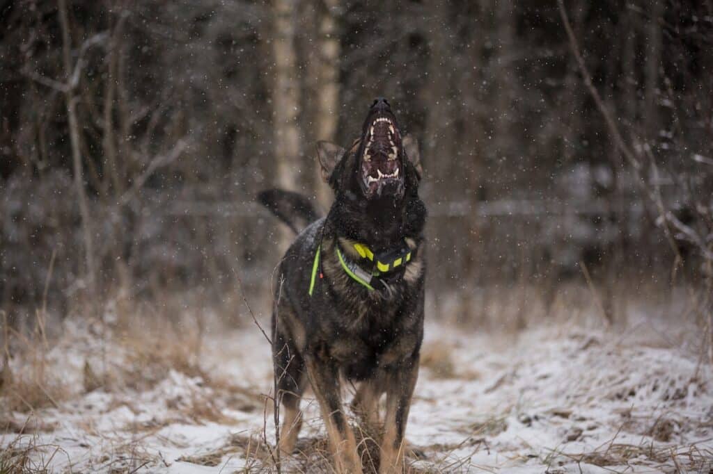 A canine companion barks to alert its person that someone is coming