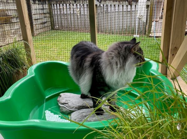 a cat crosses a homemade pond inside its cat enclosure
