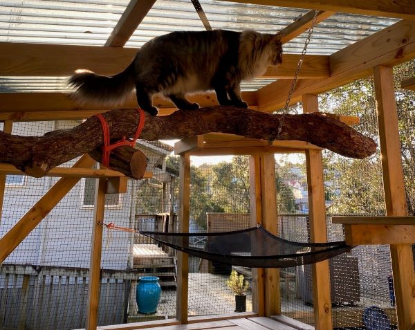 a cat scales a branch inside its catio