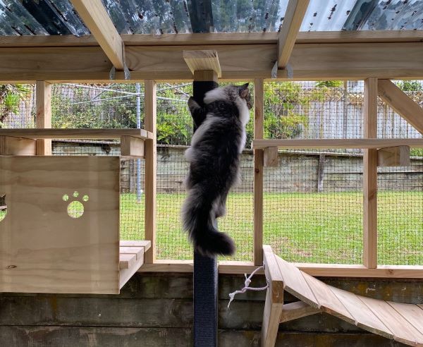 A cat scales a climbing post inside its outdoor play pen