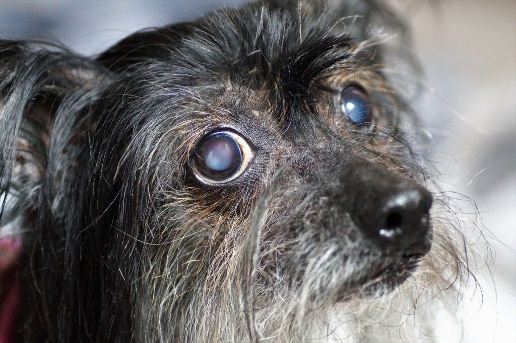 This diabetic dog has cataracts, so it's hard for him to see.