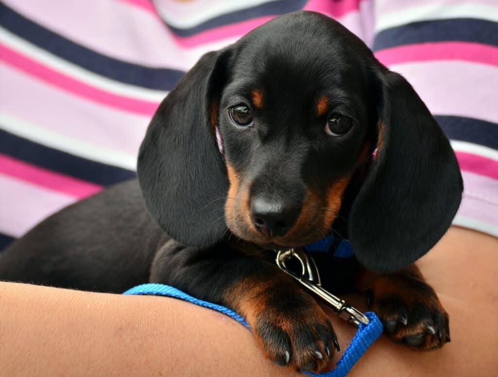 This adorable Dachshund has just found a forever home!