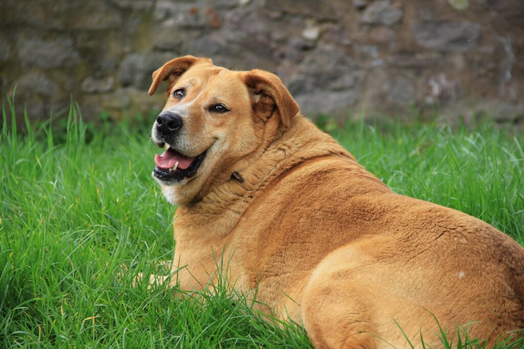 Owners of this dog need to be extra vigilant because their dog is obese and has a high risk of diabetes.  