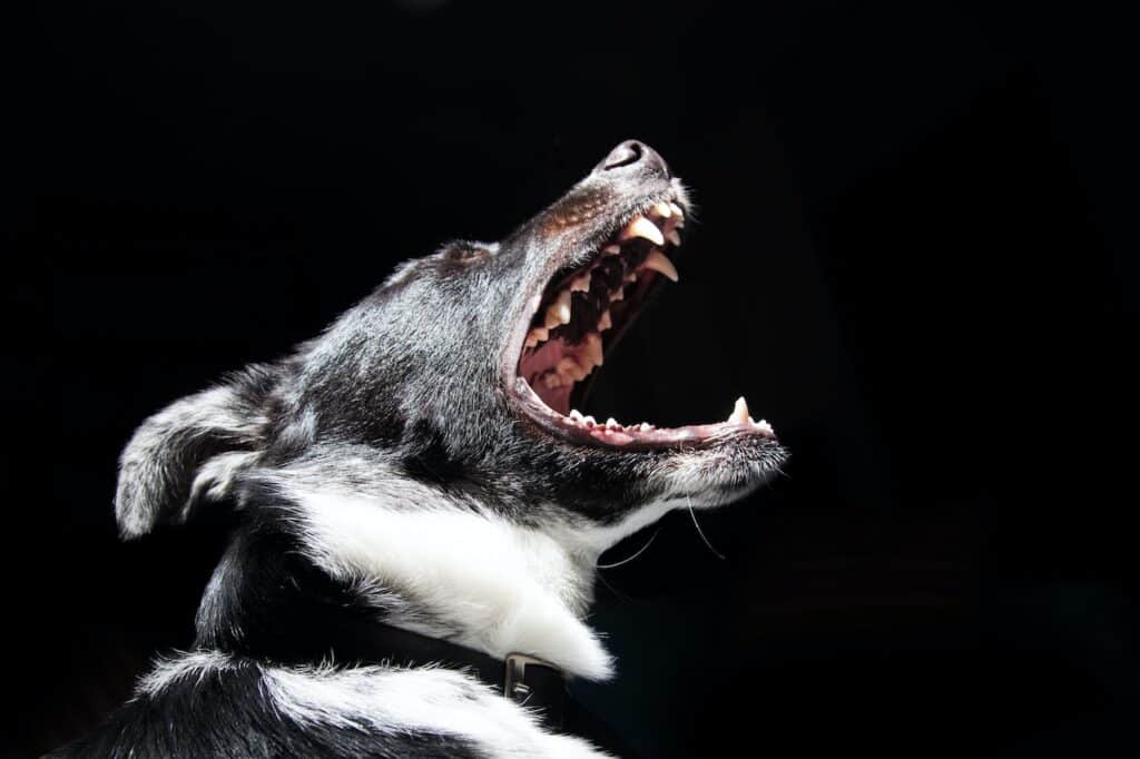 No matter how much your dog yaps like this one, our dog insurance has you covered for all the unexpected woofs in life.
