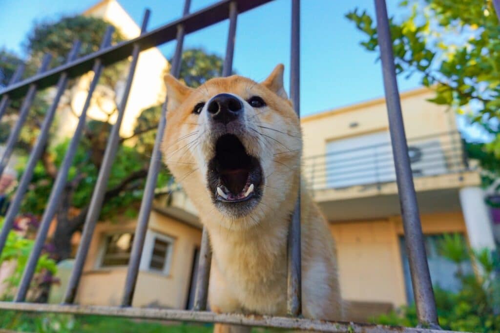 This canine yaps to communicate that strangers are approaching.