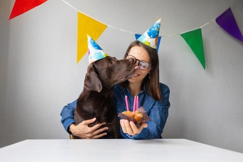 A PD dog celebrates PD's third birthday with a dog friendly cup cake