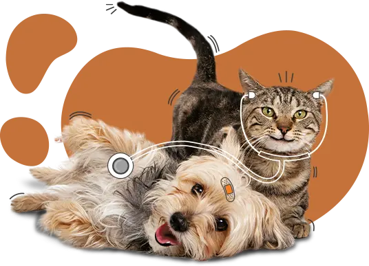 A small dog lies on its side next to a sitting tabby cat; both have cartoon-style doctor accessories added, with an orange background accent, illustrating insights from a recent pet cost survey.