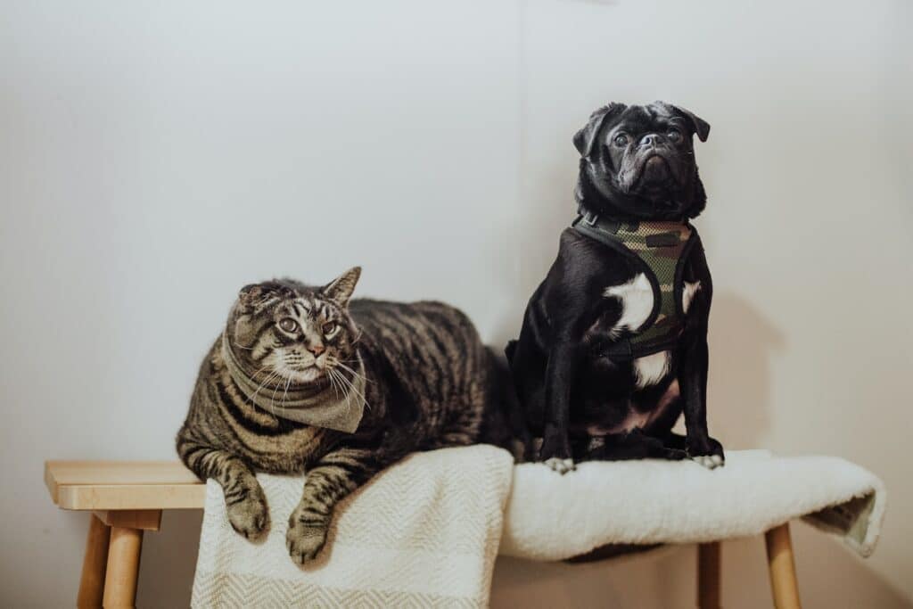 Sadly, these cute pets are diabetic. The cause was poor weight management.