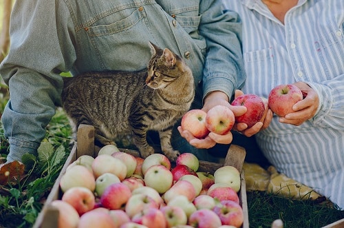 A cat on a table full of apples. There are fruits dogs and cats can eat.