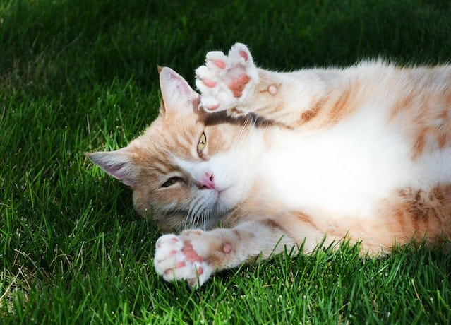 a cat with no extra toes splays his paws to show us what cat toes often look like
