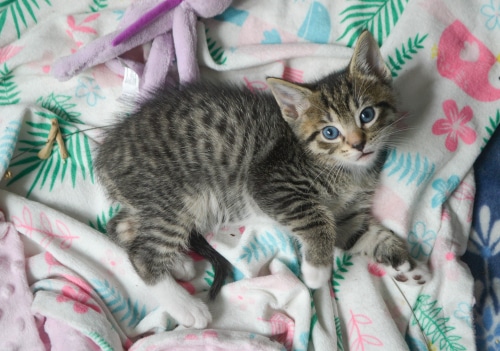 a sweet polydactyl kitten lies on a bed with cute patterns