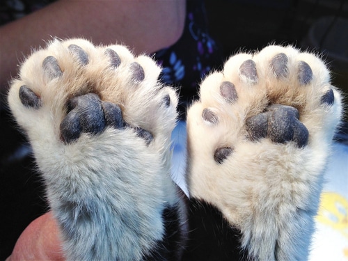 a polydactyl cat with extra toes splays his paws to showcase this incredible genetic trait