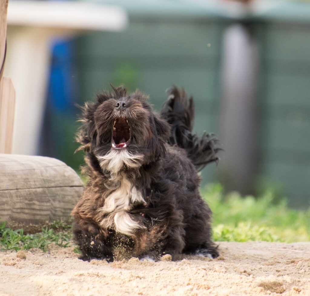 This black dog is barking as an invitation to play.