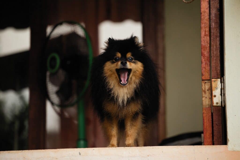 A little canine companion woofs to say "Hi!" to its human as they arrive home from work