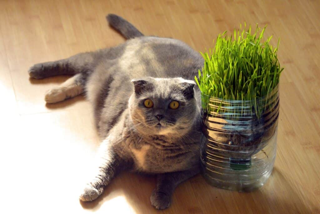 It would be best to consult a vet about how much to feed this obese cat to avoid diabetes.