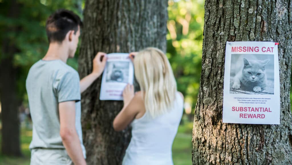 Putting a reward on the poster for your lost cat definitely gets people's attention.