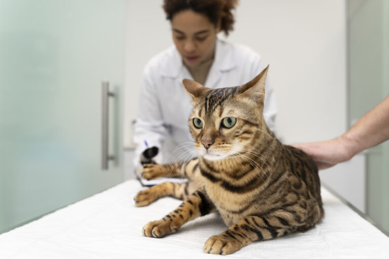 A veterinarian examines a Bengal cat on an examination table while another person gently holds the cat in place, highlighting the importance of regular check-ups as noted in recent pet cost survey findings.