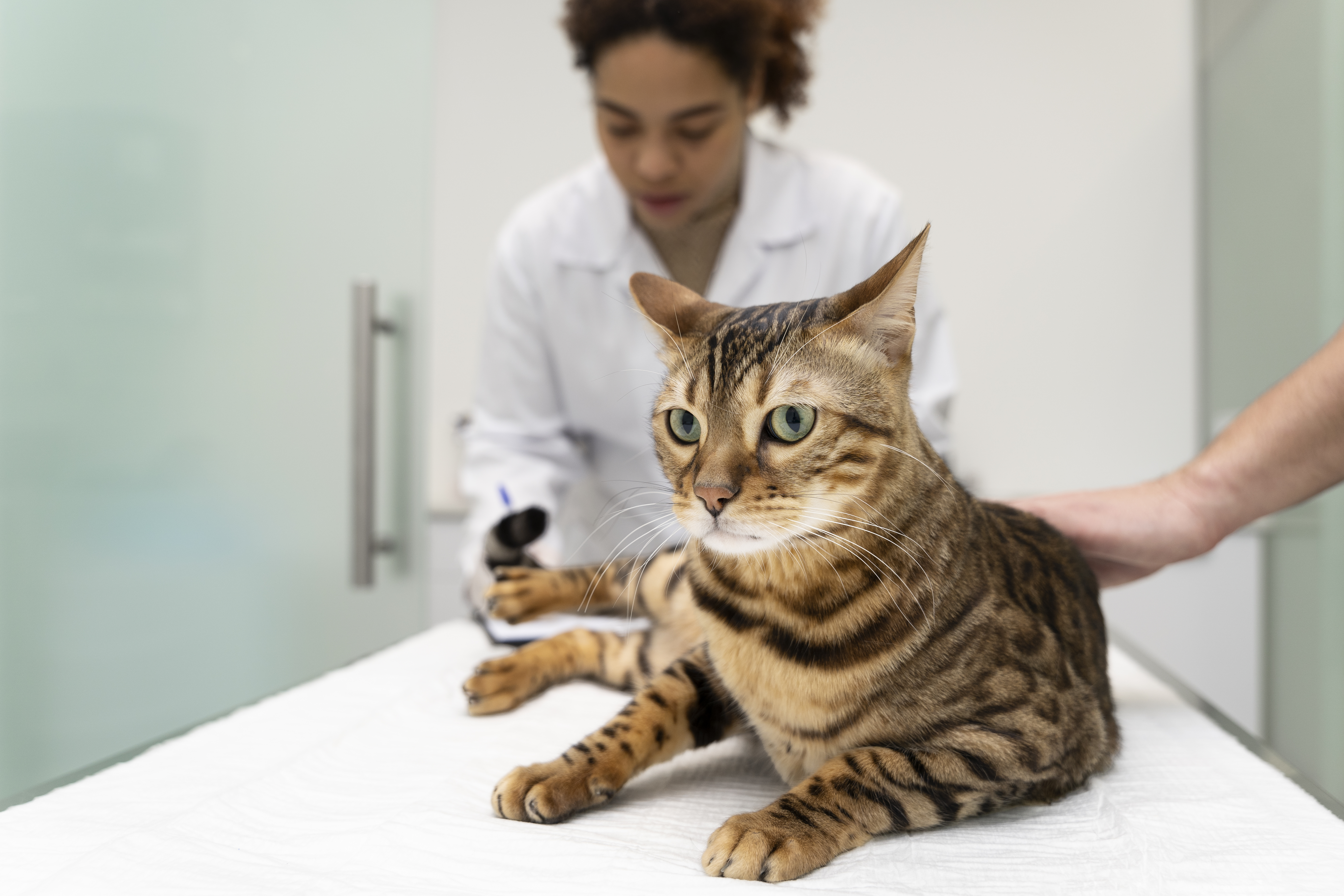 Close-up of a veterinarian assisting a cat - a representation of the high vet costs and expensive vet bills in New Zealand.