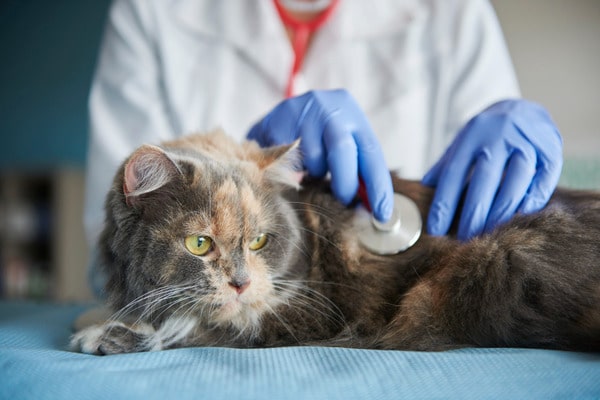 Veterinarian using a stethoscope to examine an animal - symbolizing the financial strain of expensive vet bills and vet costs in NZ